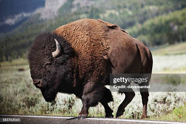 bison - amerikanischer-bison stock-fotos und bilder
