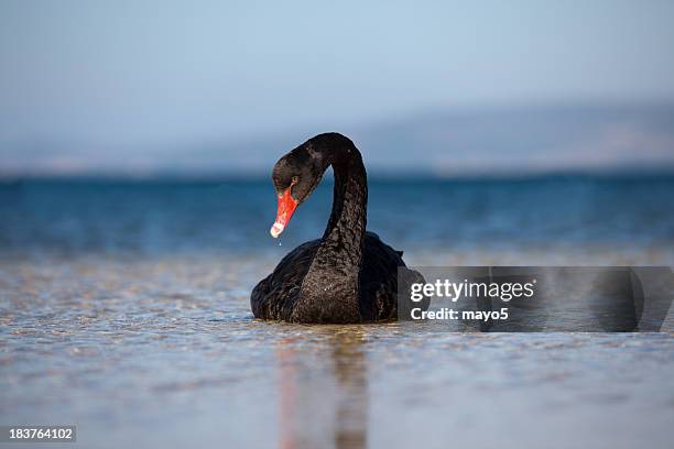 black swan - black swans stock pictures, royalty-free photos & images