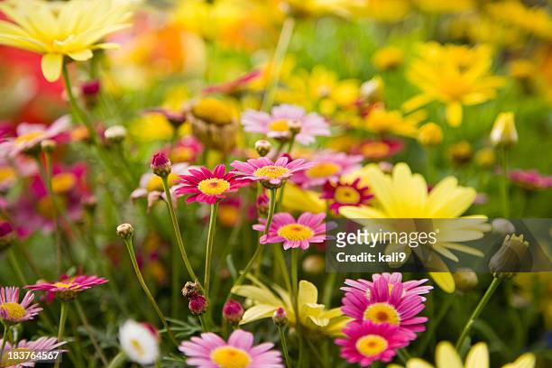 colorido daisies, centrarse en madeira fondo rosa margarita daisy - flores fotografías e imágenes de stock