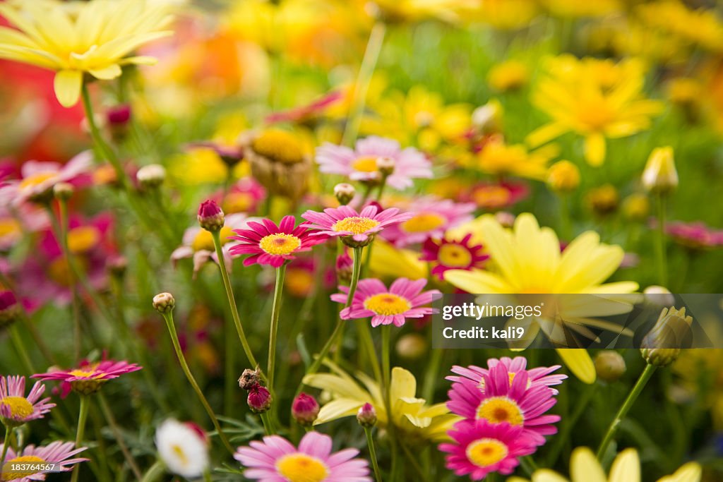 Colorful daisies, focus on Madeira Deep Rose marguerite daisy