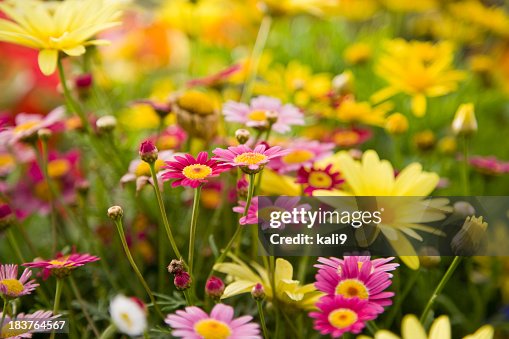 Colorful daisies, focus on Madeira Deep Rose marguerite daisy Colorful daisies, focus on Madeira Deep Rose marguerite daisy