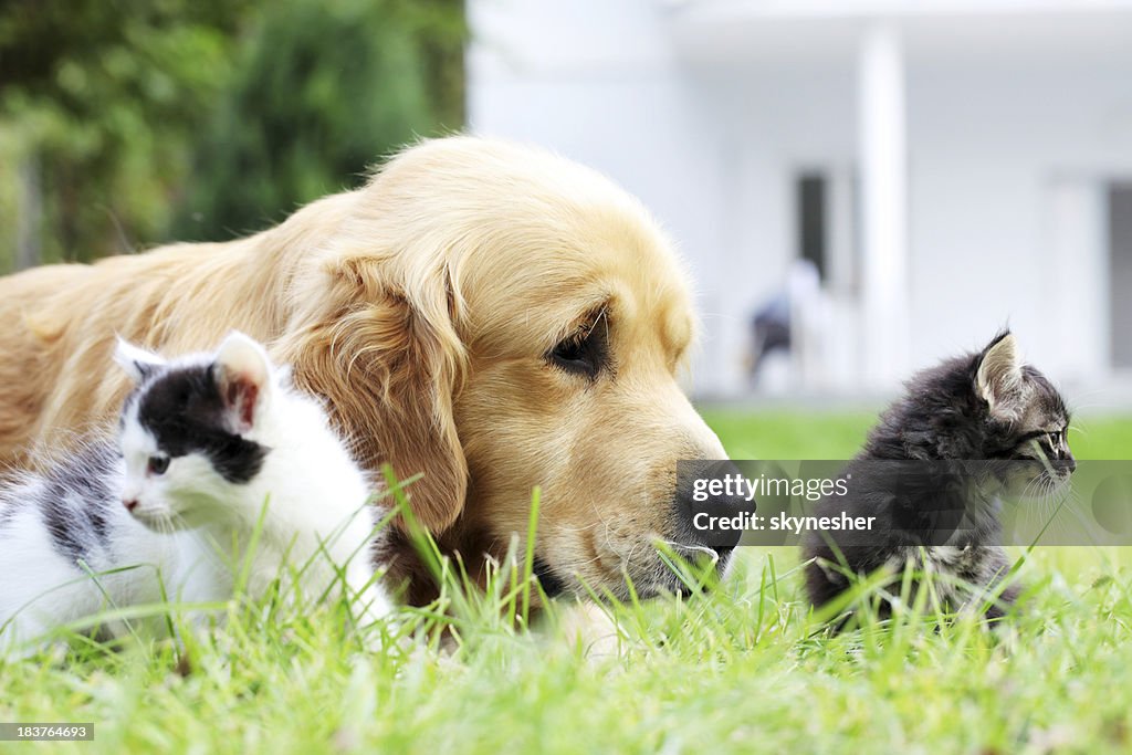 Kleine Hunde und Katzen zusammen.