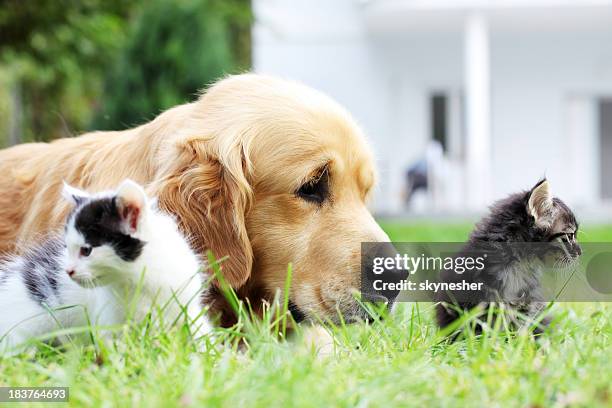 dog and little cats together. - cat spring bildbanksfoton och bilder