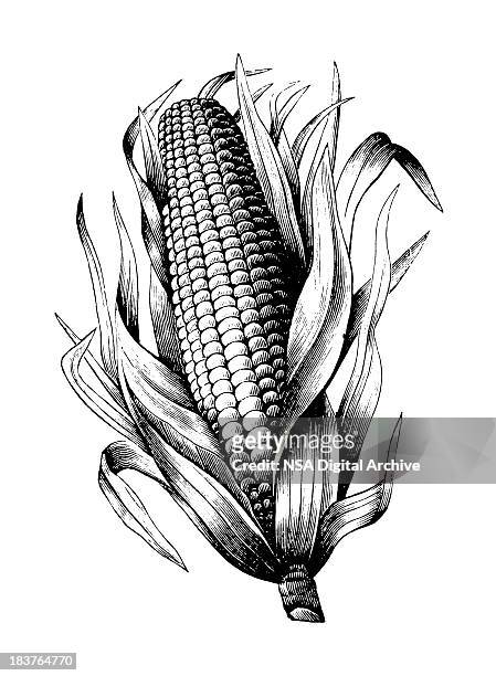 maize - gravieren stock-grafiken, -clipart, -cartoons und -symbole