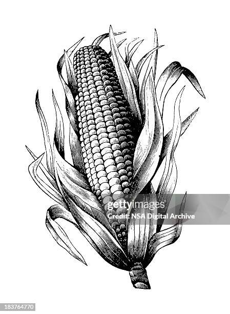 ilustraciones, imágenes clip art, dibujos animados e iconos de stock de maíz - maíz zea