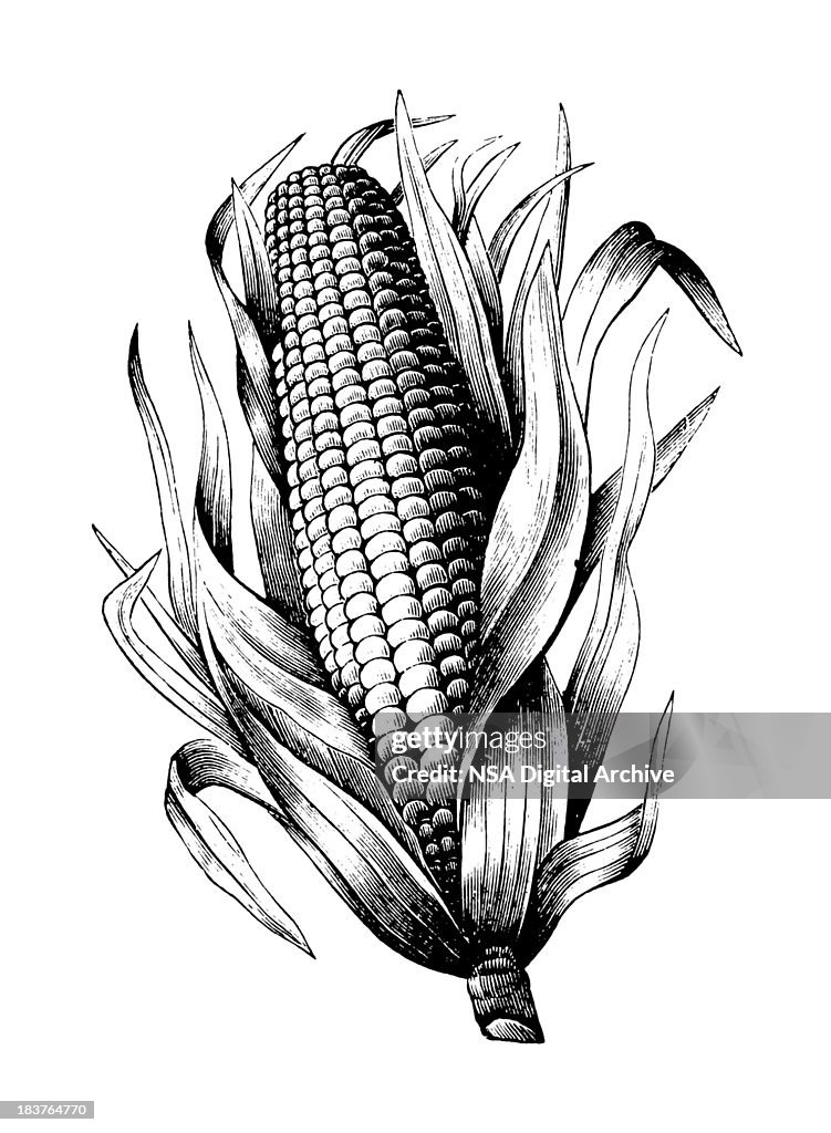 Maize