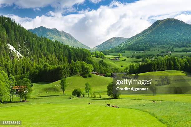 green fields and mounatins - european alps stock pictures, royalty-free photos & images