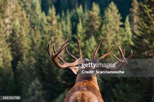 Call of the Wild Call of the Wild