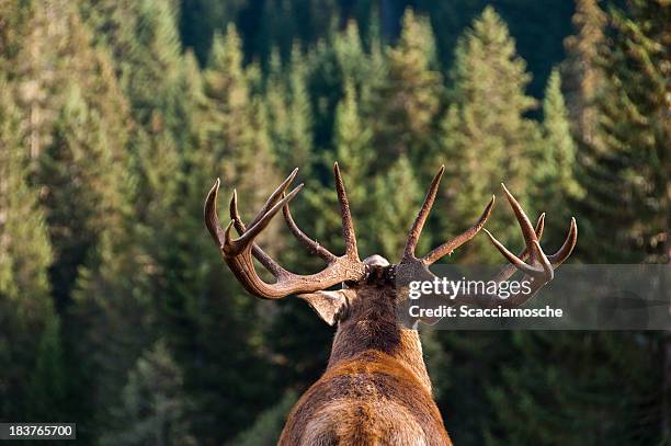 il richiamo della natura - ramificazione foto e immagini stock