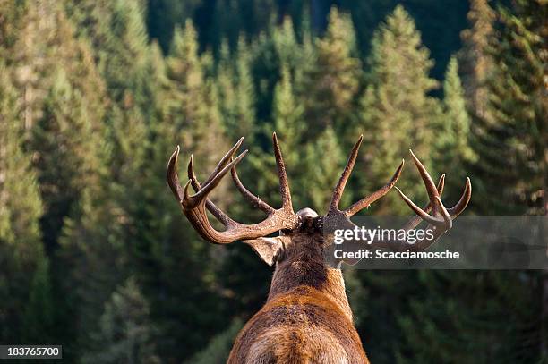 call of the wild - deer bildbanksfoton och bilder