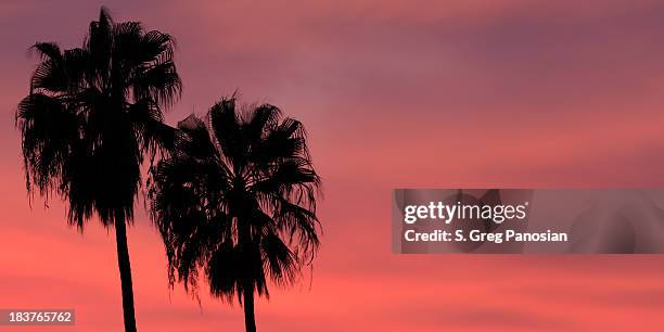 palm trees at sunset - glendale californië stockfoto's en -beelden