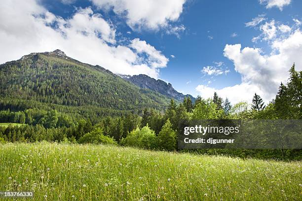 grüne feld in den bergen - naturreservat stock-fotos und bilder