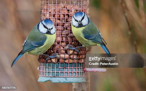 pair of feeding blue tits - bird feeder stockfoto's en -beelden