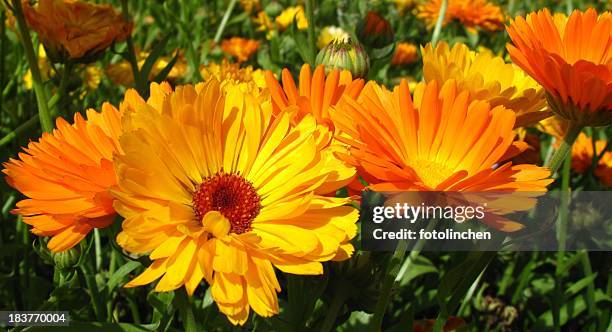 calendula officinalis blossoms - calendula officinalis stock pictures, royalty-free photos & images