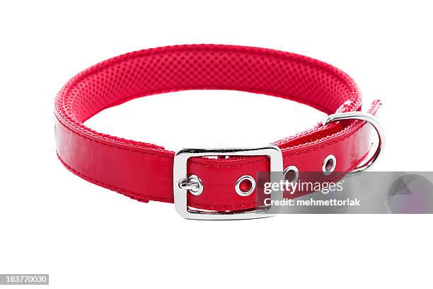 collier pour chien - collier photos et images de collection