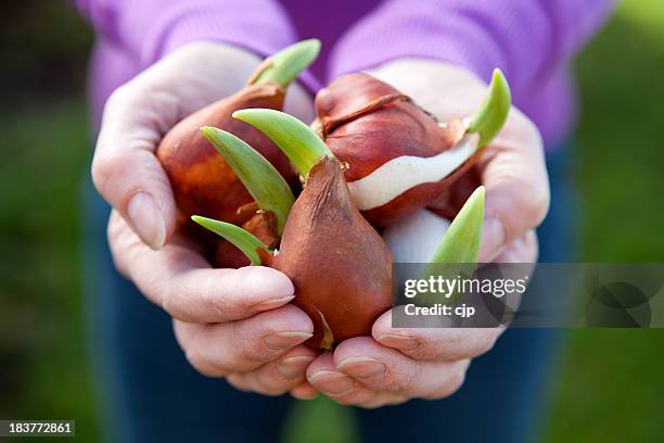 close-up of two hands holding a bunch of tulip bulbs - tulp stockfoto's en -beelden