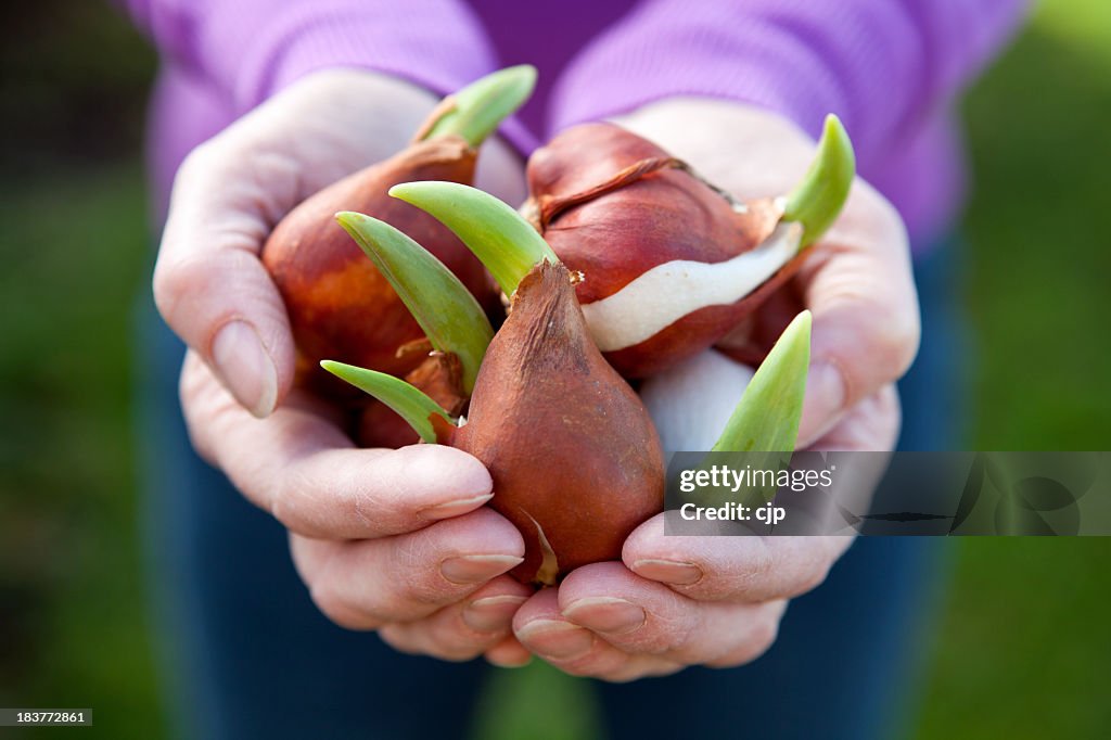 Close-up of two hands holding a bunch of tulip bulbs