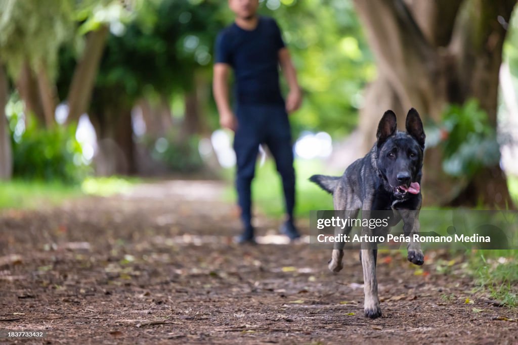 Pastor belga corriendo por su pelota