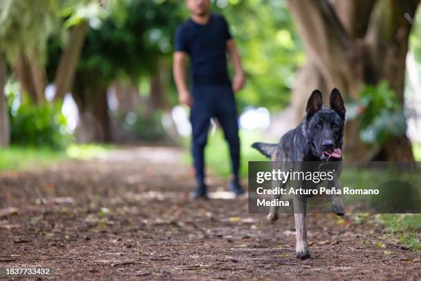 belgian shepherd running for his ball - belgian culture stock pictures, royalty-free photos & images
