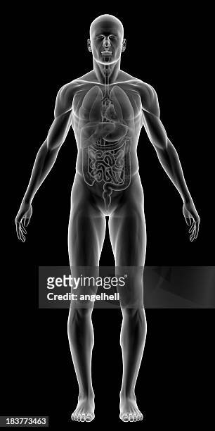 x 線の人体に内臓 - body ストックフォトと画像