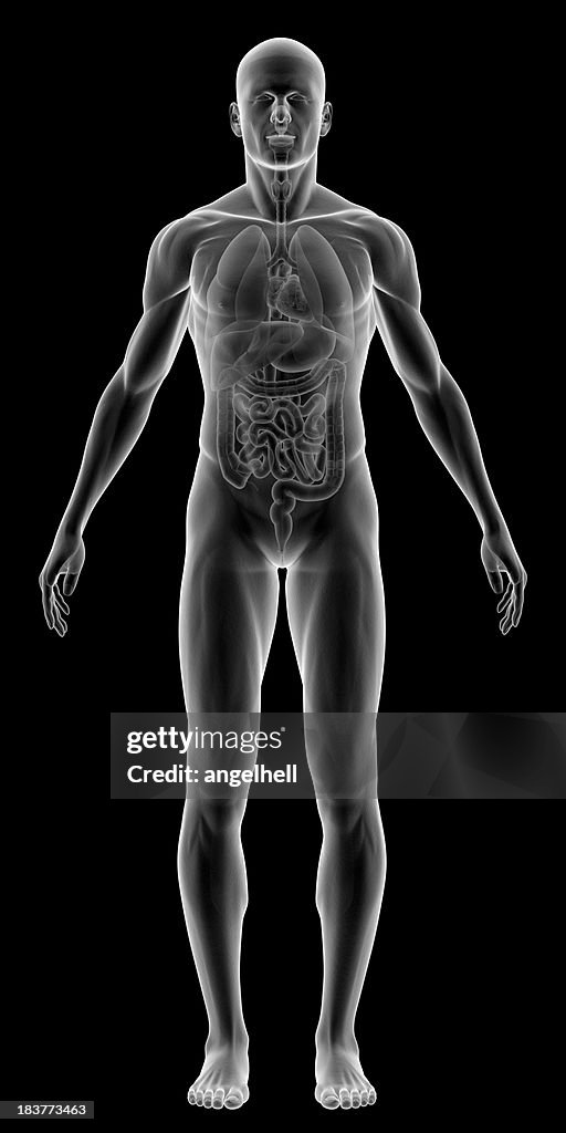 X-ray of human body with internal organs