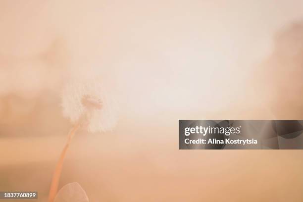 dandelion fluff on soft peach background with sun rays - dandelion seed fluff stock pictures, royalty-free photos & images