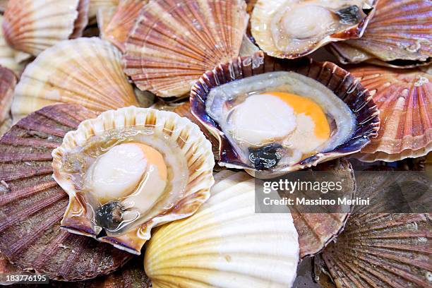 scallops - mollusc stock pictures, royalty-free photos & images