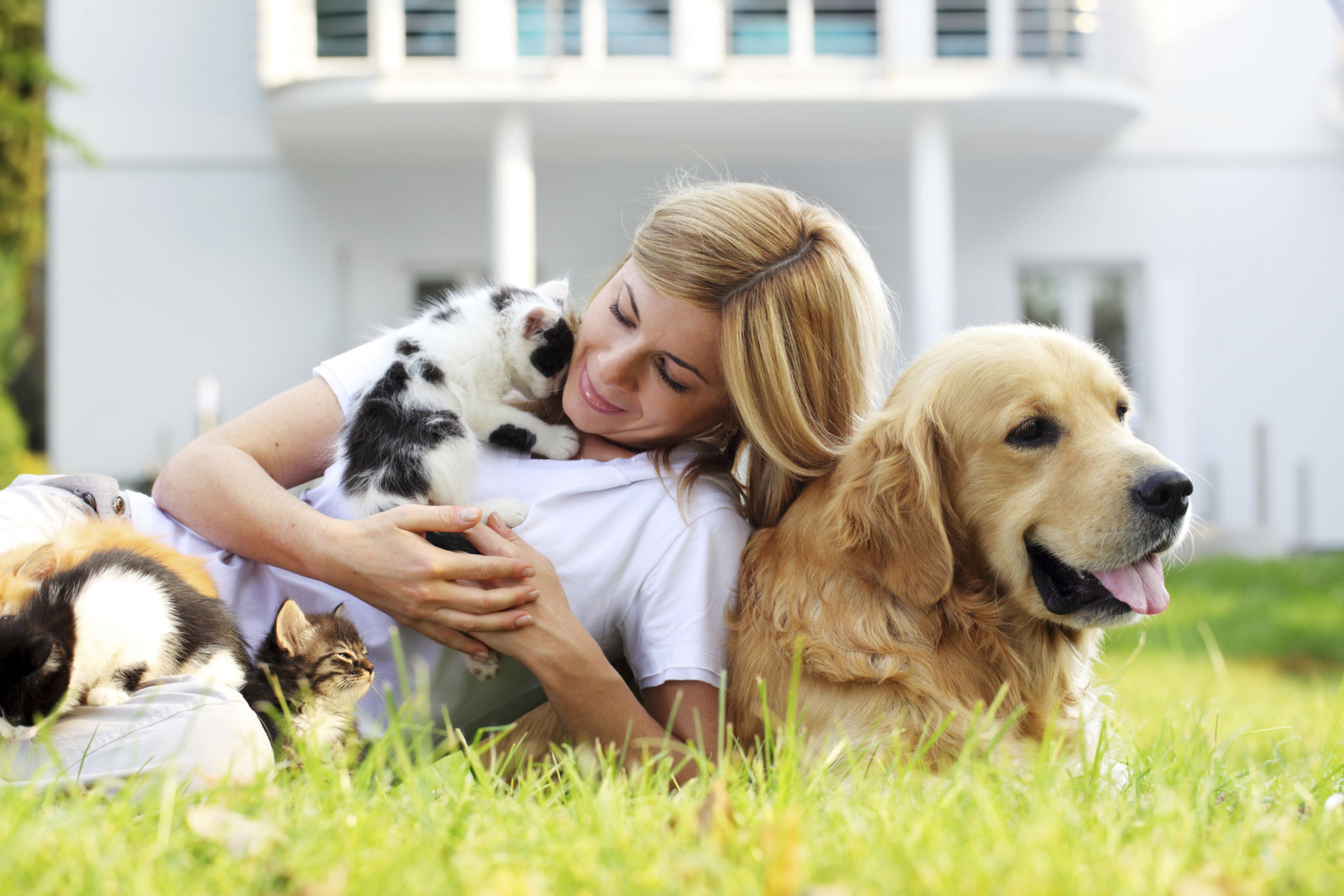 pet calming environment