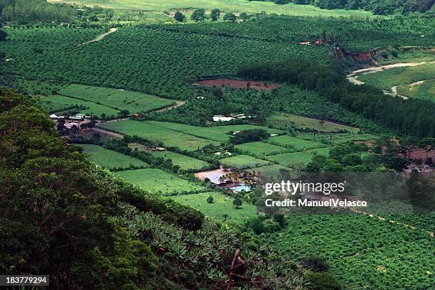 coffee plantations - costa rica coffee stock pictures, royalty-free photos & images