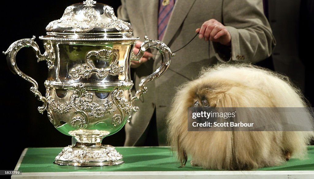 Crufts Dog Show