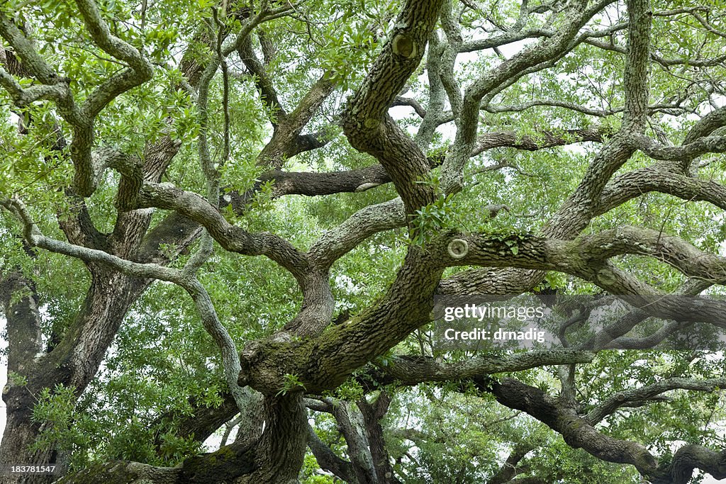 Live Oak Tree with Numerous Sprawling Branches and Green Leaves