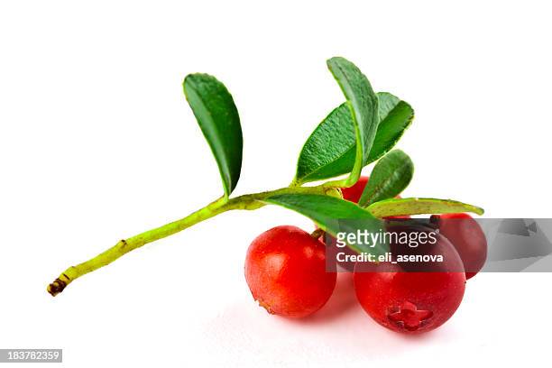 新鮮な cowberry - クランベリー ストックフォトと画像