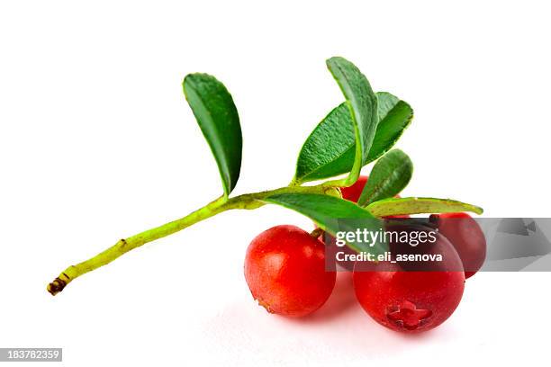 a fresh cowberry and the stalk - cranberry stock pictures, royalty-free photos & images