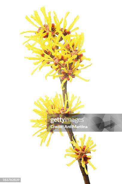 yellow witch hazel on a white background - stamen stock pictures, royalty-free photos & images