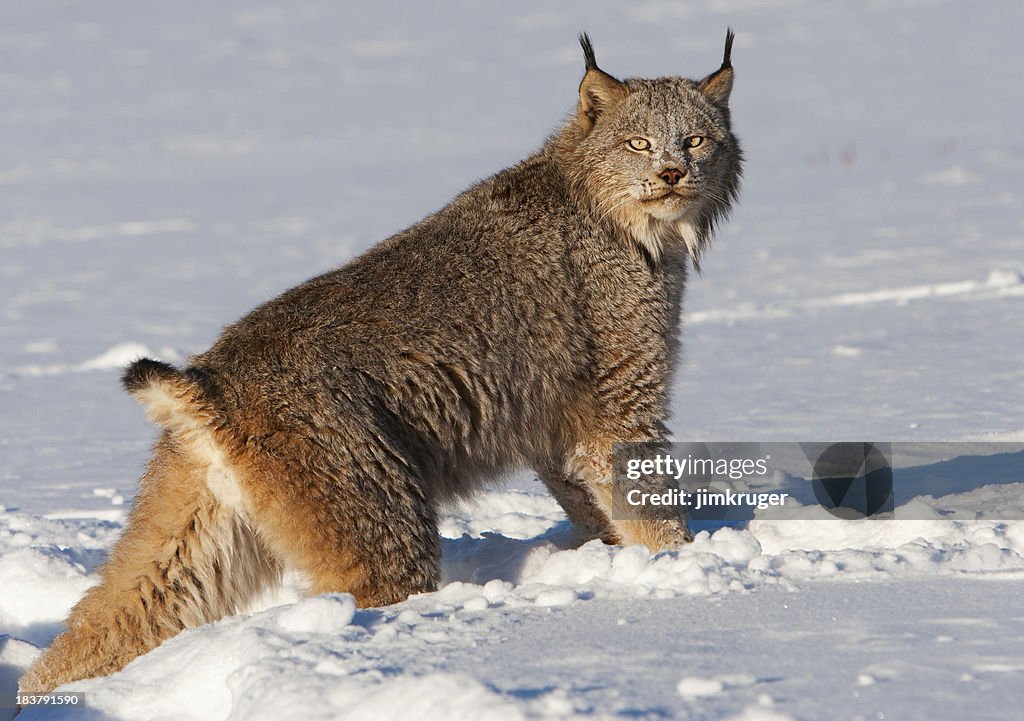 Canadian lynx crossing a snowy wilderness.