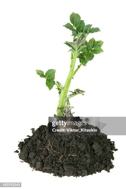 Sprouting Potato, Stockfoto