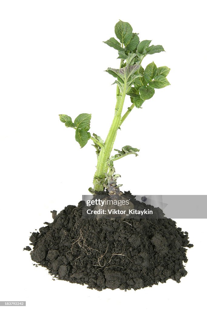 Sprouting potato
