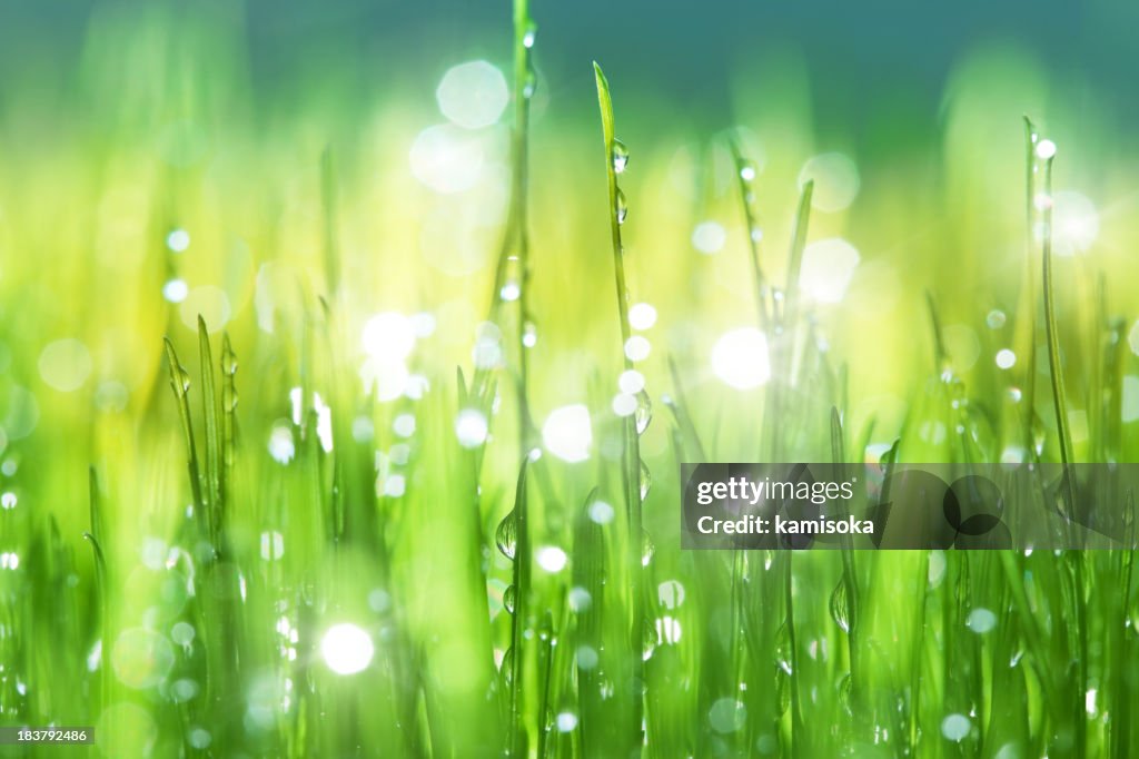 Gras mit Regen-Tropfen-Hintergrund