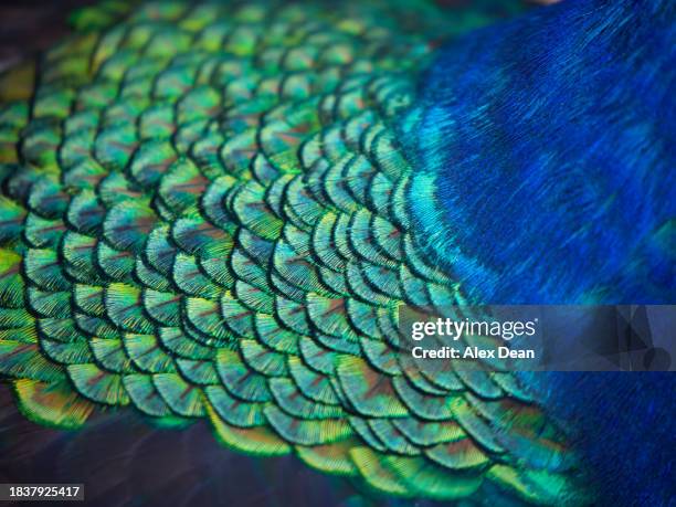 close up of peacock feathers v2 - newark stock pictures, royalty-free photos & images