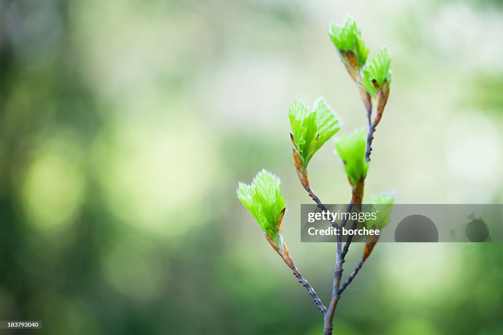 Spring Buds