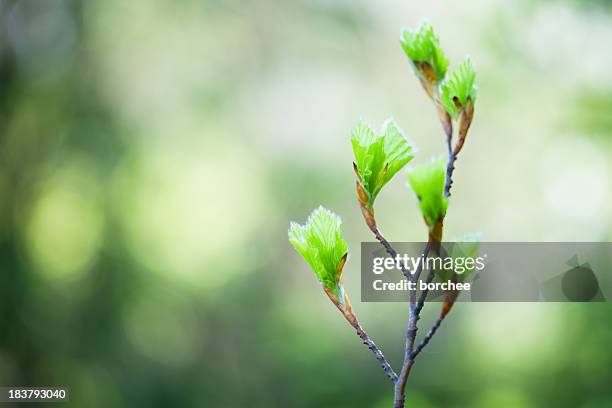 spring buds - beech tree stock pictures, royalty-free photos & images