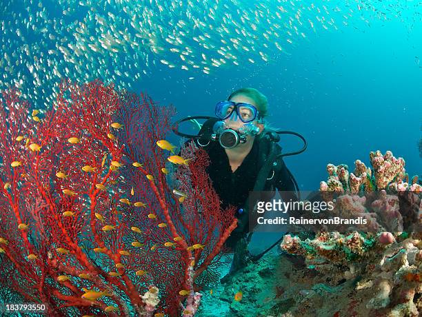 buceador admires peces y ventilador de coral rojo - submarinismo fotografías e imágenes de stock