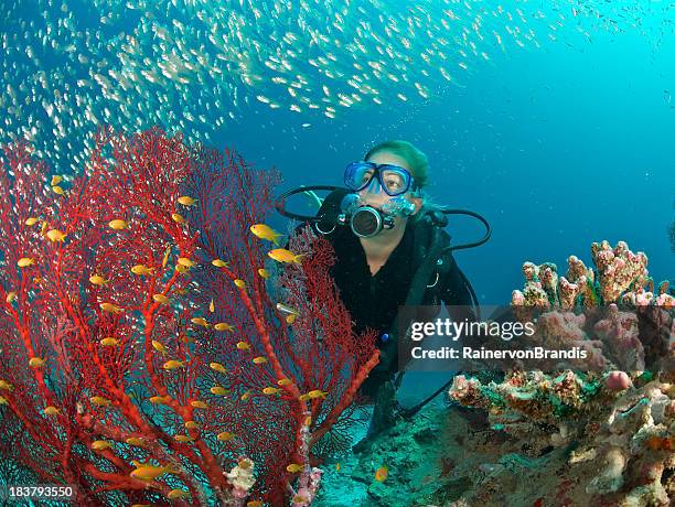 scuba diver admires fish and red fan coral - scuba diver coral stock pictures, royalty-free photos & images