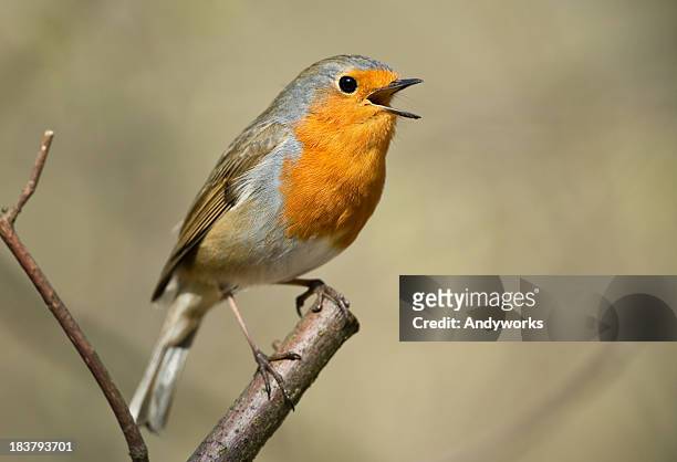 singing european robin (erithacus rubecula) - robin 個照片及圖片檔