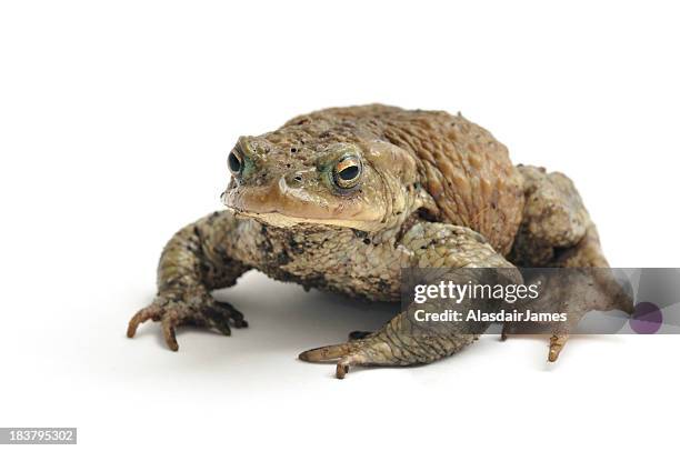 isolated image of a toad on a white background - bufo toad stock pictures, royalty-free photos & images