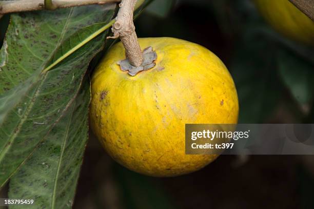 canistel/lucuma nervosa - nevosa stock-fotos und bilder