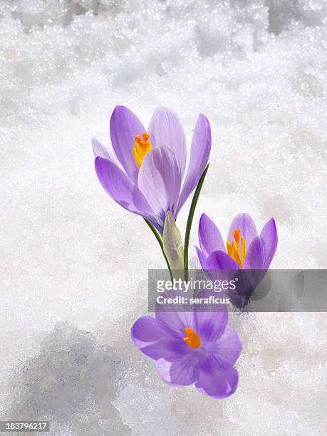 crocus in the snow - crocus stock pictures, royalty-free photos & images