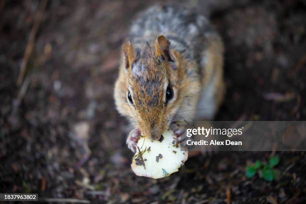 chipmunk eating apple - chipmunk cheeks stock pictures, royalty-free photos & images