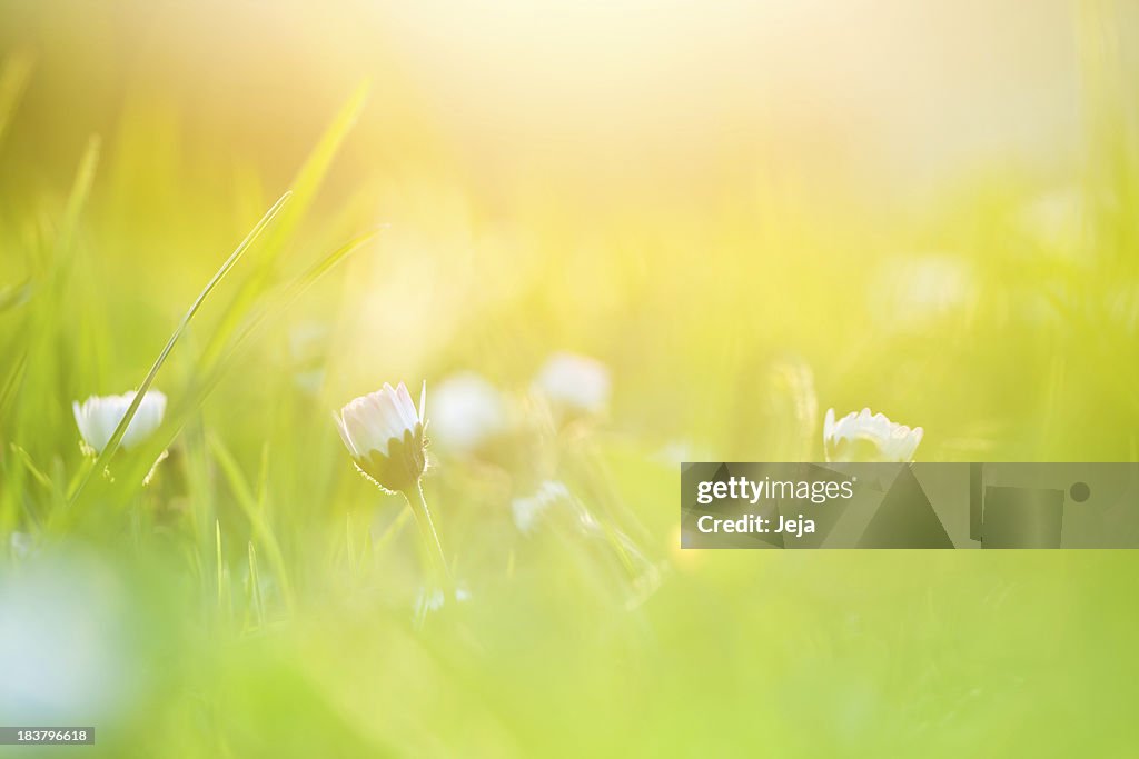 Daisy in the early morning.