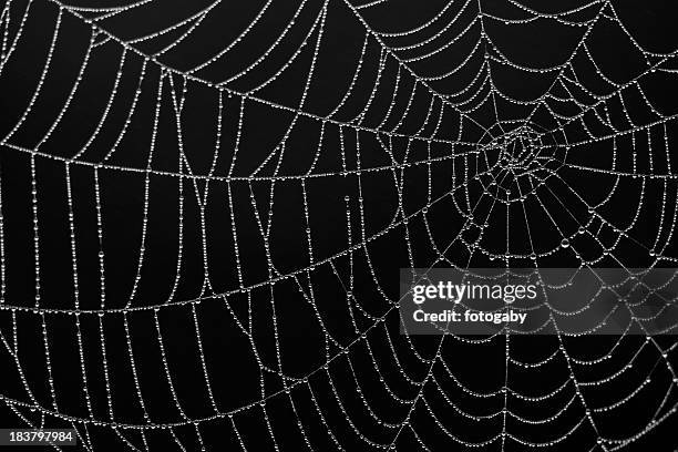 close-up of a spiderweb silk details on black background - spider web stock pictures, royalty-free photos & images